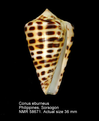 Conus eburneus.jpg - Conus eburneus Hwass in Bruguière,1792